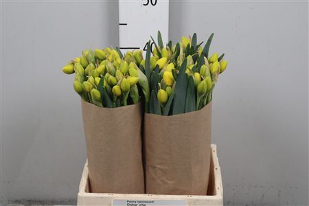 Narc Du Pn Dolce Vit