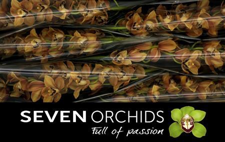 Cymb T Camouflage New