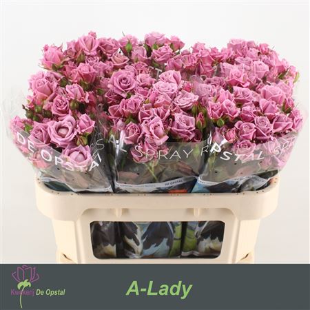 R Tr A-lady