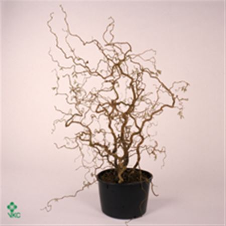 Corylus A Contorta 5 Jarig