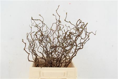 Coryl Av Contorta