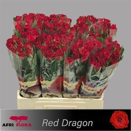 R Gr Red Dragon