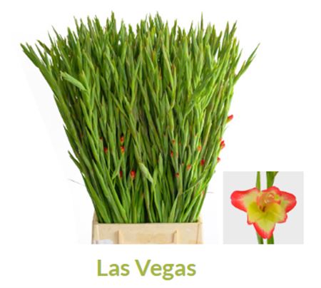 Gladiolus Primulinus Las Vegas Promo