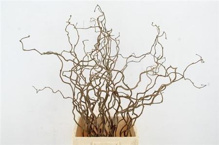 Coryl Av Contorta