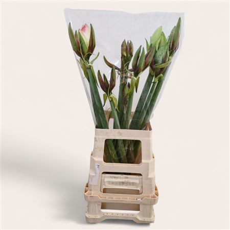 Amaryllis Belladonna