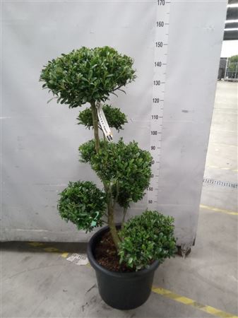 Ilex ... max. Impala  Vorm