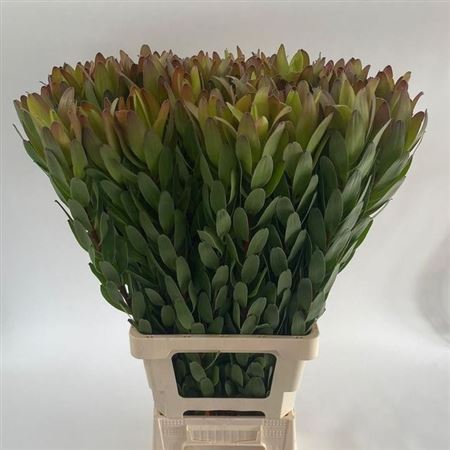 Leucad Saf Goldstrik