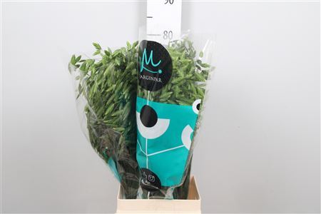 Chasmanth Lat Mantis