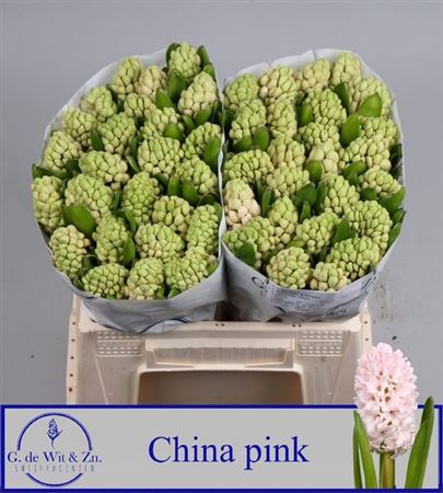 Hyac China Pink