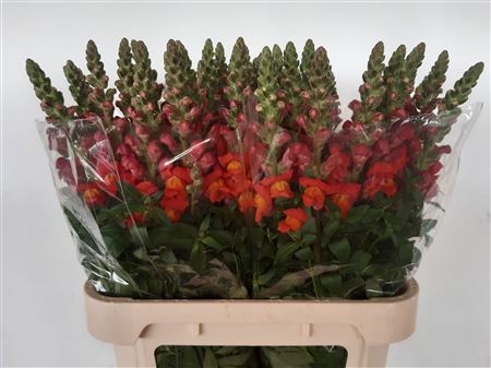 Antir Antib D Orange