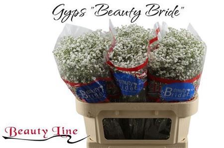 Gyps Pa Beauty Bride