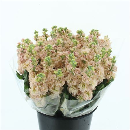 Matth Incana Iron Apricot Extra