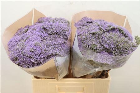 Trach Bl Lake Michig