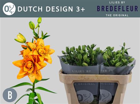 Li As Dutch Design