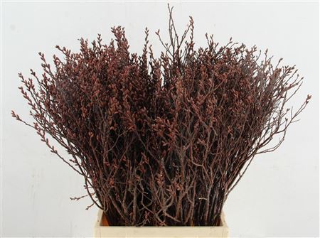 Myrica Gale