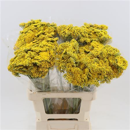 Achil F Park Variety