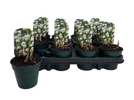 ** Convallaria Majalis * Spring Deal *