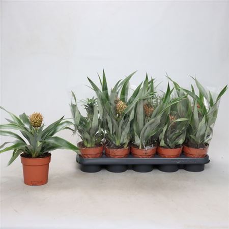 ** Ananas Mix * Spring Deal *