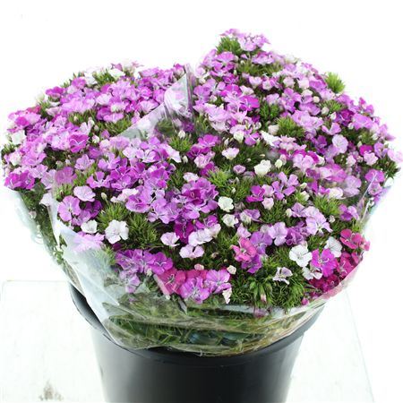 Di Barb Amazon Lavender