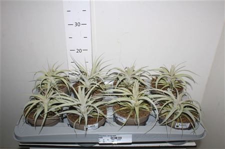 ** Tillandsia Xerograph * Spring Deal *