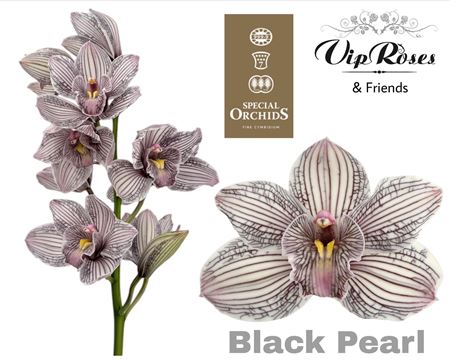 Cymb Dyed Black Pearl