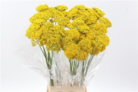 Achilea Parker Variery