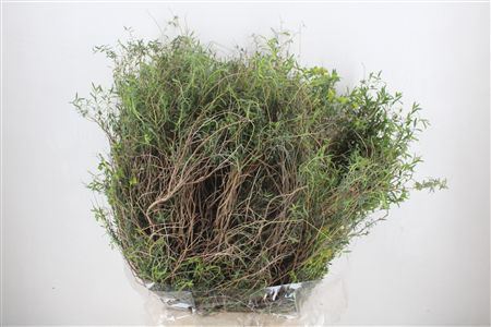 Euph Spinoza Long 500gr P Bunch