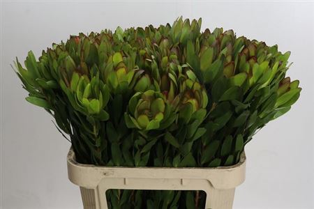 Leucad Saf Goldstrik