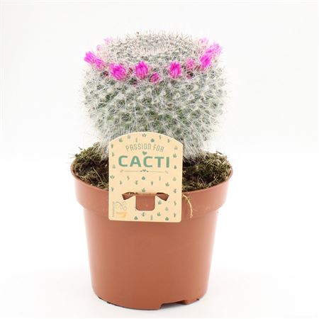Cactus Bloeiend
