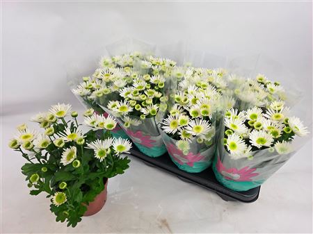 Chry Splas Ice Queen