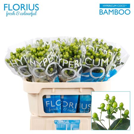 Hyp Coco Bamboo