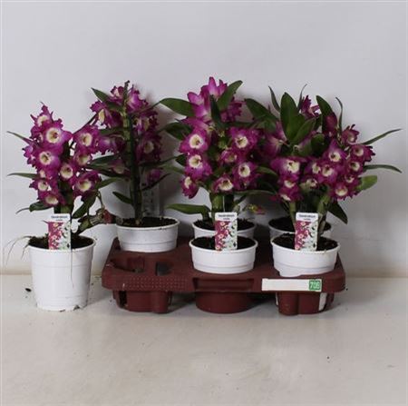 ** Dend Nobile 1-2 Branches * Spring Deal *