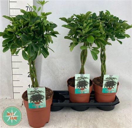 Schef Ar Compacta Twister Stam