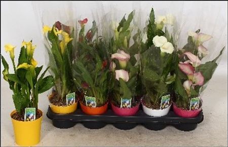 ** Zant Gem 4 + In Deco Pot * Spring Deal *