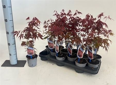 Acer Pa Atropurpureu