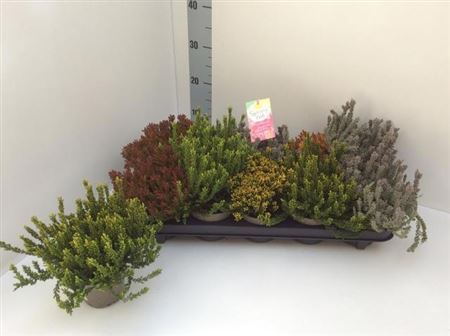 Callu G G Su Gir Gem