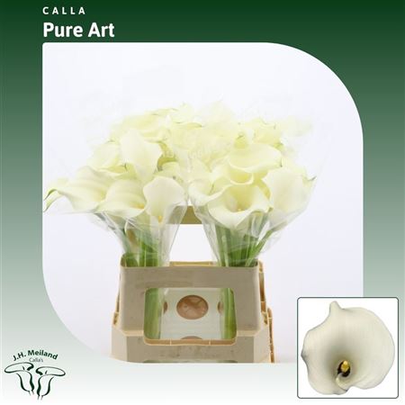 Calla Pure Art