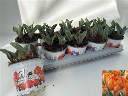 Tul Du Oran Princess