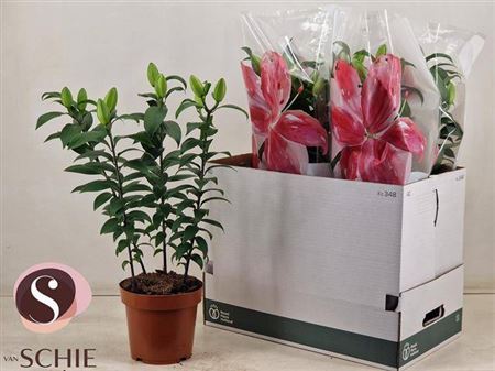 Lil Or Du Rl Zeta 4+