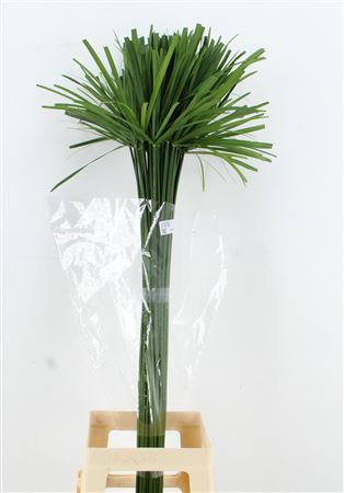 Cyperus Glaber