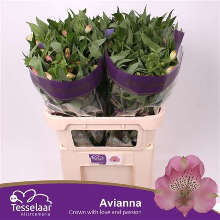 Alstr Avianna