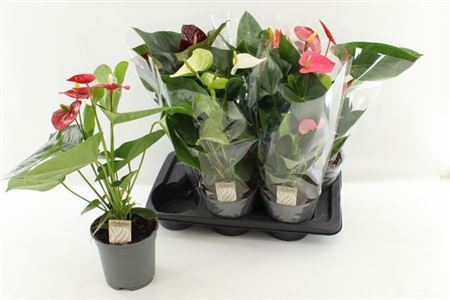 ** Anthu An Gem 4 Kl 4+ P17 * Spring Deal *