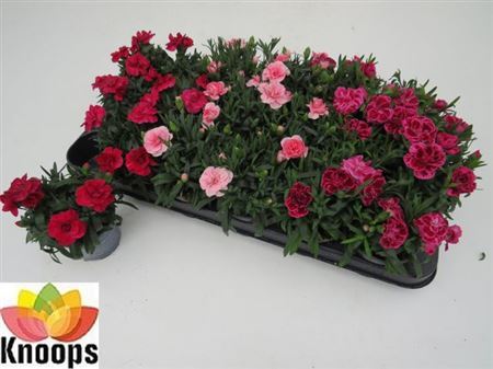 ** Dian Osc Gem * Spring Deal *