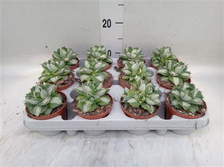 Agave ... Potatorum Ouhi-Raijin variegata