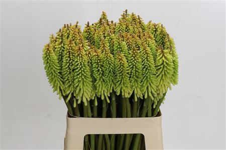 Kniphofia Ice Queen