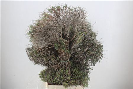 Euph Spinoza Long 500gr P Bunch