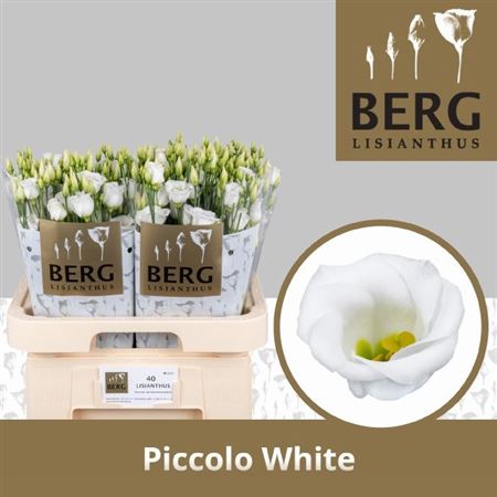Eus E Picco White