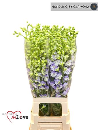 Cons R Delq Wbl Edge