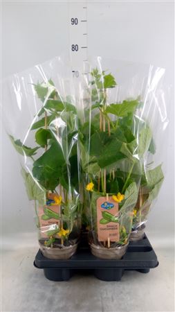 Cucumis Sativus ... PICK-&-JOY® Snack Cucumber