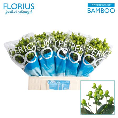 Hyp Coco Bamboo